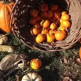 Meadowlark Farm photo