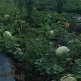 Meadowlark Farm photo