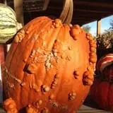 Meadowlark Farm photo