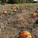 Meadowlark Farm photo