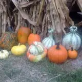 Meadowlark Farm photo