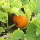 Meadowlark Farm photo