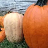 Meadowlark Farm photo