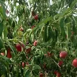 Meadowlark Farm photo