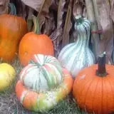Meadowlark Farm photo