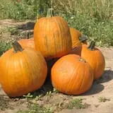 Meadowlark Farm photo