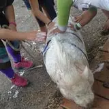 Bowers School Farm Fall Festival photo