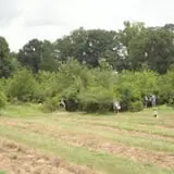 Berry Patch Farms photo