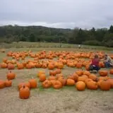 Berry Patch Farms photo