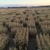 Twin Cities Harvest Festival and Maze photo