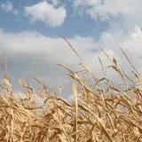 Twin Cities Harvest Festival and Maze photo