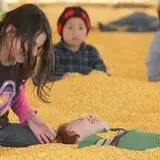 Twin Cities Harvest Festival and Maze photo