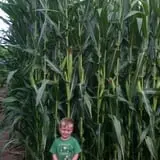 Twin Cities Harvest Festival and Maze photo