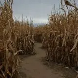 Twin Cities Harvest Festival and Maze photo