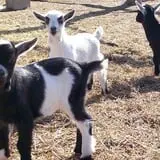 Goats