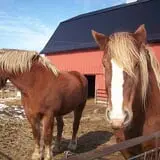 Horses