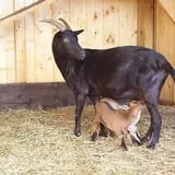 Goad Nursing