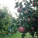 Center Grove Orchard photo
