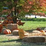 At The Orchard