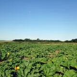 Center Grove Orchard photo