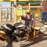 Chickens