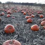 Center Grove Orchard photo
