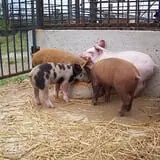 Pigs