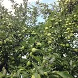 Center Grove Orchard photo