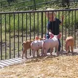 Pigs Feeding