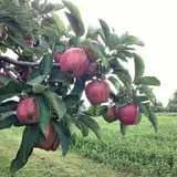 Center Grove Orchard photo