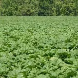 Pin Oak Farms U-Pick Pumpkin Patch photo