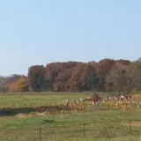 Pin Oak Farms U-Pick Pumpkin Patch photo