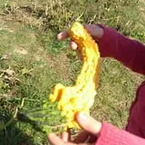 Pin Oak Farms U-Pick Pumpkin Patch photo