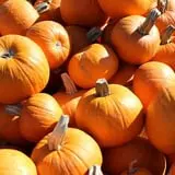 Pin Oak Farms U-Pick Pumpkin Patch photo