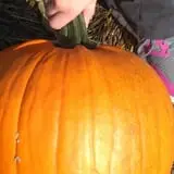 Pin Oak Farms U-Pick Pumpkin Patch photo