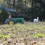 Pin Oak Farms U-Pick Pumpkin Patch photo