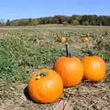 Pin Oak Farms U-Pick Pumpkin Patch photo
