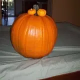 Pin Oak Farms U-Pick Pumpkin Patch photo