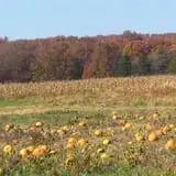 Pin Oak Farms U-Pick Pumpkin Patch photo