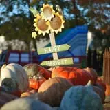 Ward's Pumpkin Patch photo