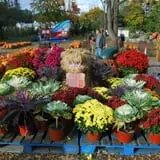 Ward's Pumpkin Patch photo
