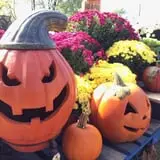 Ward's Pumpkin Patch photo