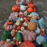 Ward's Pumpkin Patch photo