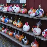 Ward's Pumpkin Patch photo
