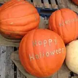 Ward's Pumpkin Patch photo