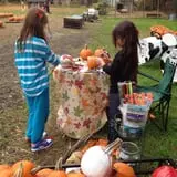 Ward's Pumpkin Patch photo