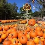 Ward's Pumpkin Patch photo