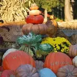 Ward's Pumpkin Patch photo