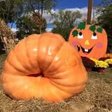 Ward's Pumpkin Patch photo