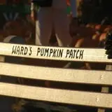 Ward's Pumpkin Patch photo